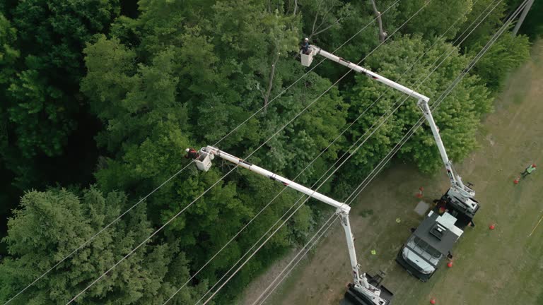 How Our Tree Care Process Works  in  Lenape Heights, PA